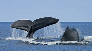 Whale tail and fin breaching the water