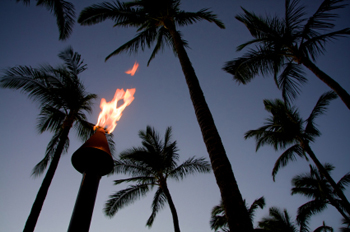 Palm trees in shadow and a lit tiki torch
